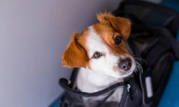 Europe’s Most Pet-Friendly Airlines Tagged