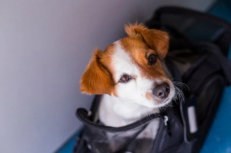 Europe’s Most Pet-Friendly Airlines Tagged